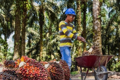 Pemerintah Dorong Kolaborasi Pembangunan Kelapa Sawit Berkelanjutan