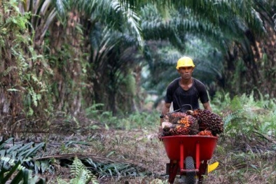 Sempat Melambung, Harga Minyak Sawit Mulai Terjun