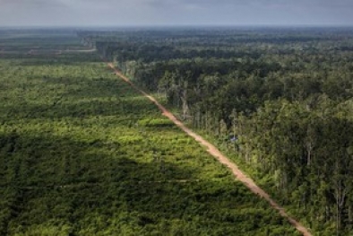 Soal Konsesi Sawit di Papua, Greenpeace Kritik Menteri LHK