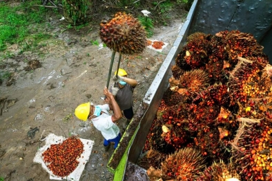 Tiga Aspek Vital yang Diprioritaskan Industri Sawit