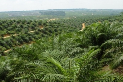 Ulah HGB, Bukit Algoritma Batal Jadi Kebun Sawit