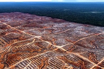 KIM: Ada Deforestasi Terencana di Tanah Papua