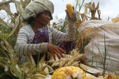 Sawit, Bikin Produksi Jagung Eka Sapta Terancam