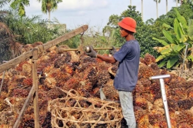 Industri Sawit, Akan Bikin Ekonomi Papua 
