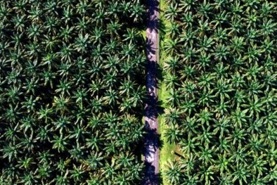 Lima Warga Pasaman Barat Dipenjarakan Gara-gara Hutan Lindung