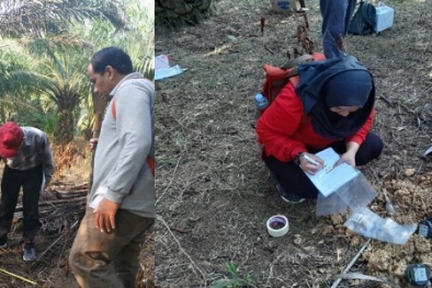 Ada Norwegia di Sawit Petani Indonesia