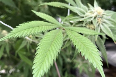 Australia Bakal Buka Kebun Ganja Terbesar di Queensland