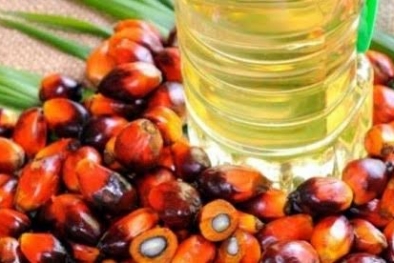 Minyak Sawit Sultra Primadona Bagi Cina, Ini Buktinya