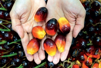 Harga CPO Naik Lagi, Tembus RM 4.000/ton