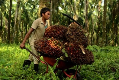 Bergantung pada Pekerja Indonesia, Produksi Sawit Malaysia Anjlok