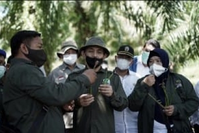 BRGM Akan Bantu Rehabilitasi Mangrove di 9 Provinsi, Termasuk Riau