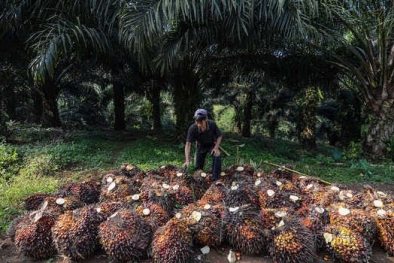 Eagle High, Jual Saham Dua Anak Usahanya Gara-gara Ini...