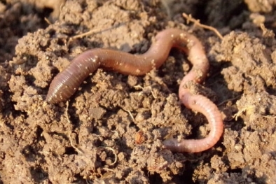 Hutan di Negara Ini Diinvasi 