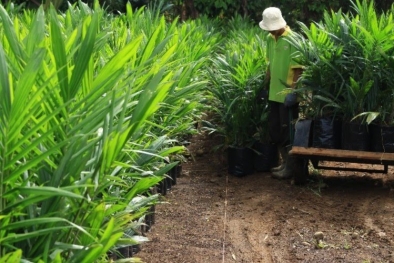 Peremajaan Sawit di Sumbar Tak Optimal Karena...