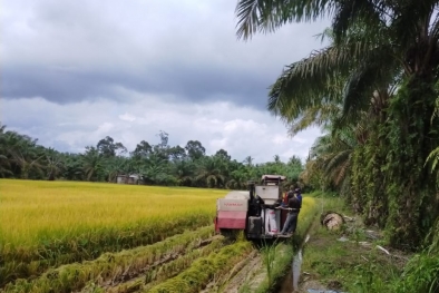 Padi Mulai Hidup di Lumbung Sawit