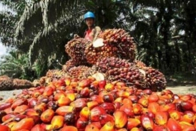 Wamendag: Sawit Indonesia Makin Diminati Eropa