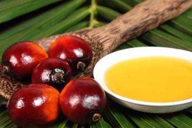 Tentang Manfaat Minyak Sawit untuk Kesehatan
