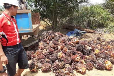 Harga CPO di Jambi Masih Aman Dilevel Segini...