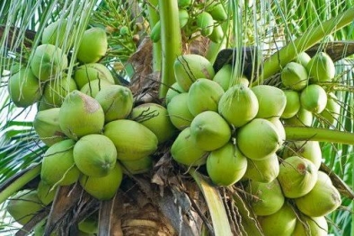 Petani Malang Mulai Lupakan Sawit, Kepincut Kelapa Hibrida