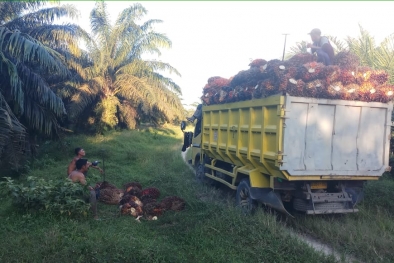 Habis Lebaran Harga Sawit di Riau Naik, Kini Tembus Rp2.646,15 per Kilogram