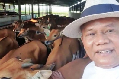 Depopulasi Sapi, Ancaman dan Peluangnya