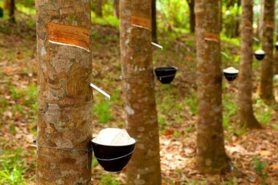 Harga Getah Karet di Inhu Rp10 Ribu per Kilo