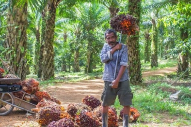 Penetapan Harga Sawit Bikin Petani Galau, Ini Solusi Pemprov Riau