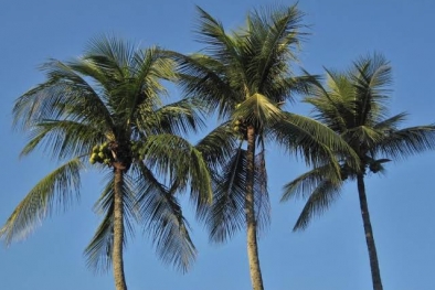 Harga Kelapa Butir Naik, Tapi Kopra Masih Stabil di Riau