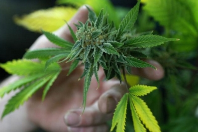 Yang Ikut Vaksin Corona Dapat Hadiah Ganja