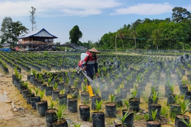 Semangat Petani Bangkit, Terbukalah Usaha Penangkaran Bibit