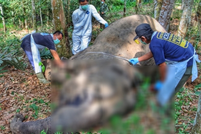 Gajah Betina Berusia 45 Tahun Ditemukan Mati di Pelalawan