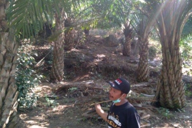 Kata Bupati, Bukan Sawah yang Mau Ditanami Sawit