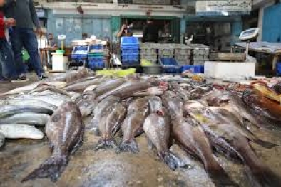 Ribuan Ikan Naik ke Permukaan Laut, Warga Was-was