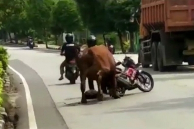 Tak Laku Dijual, Sapi Limosin Mengamuk di Tengah Jalan