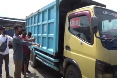 Pemuda Ini Panen Sawit PTPN VI Bak Milik Sendiri