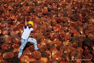 Mainkan Harga Sawit, Pemerintah Diminta Cabut Izin PKS