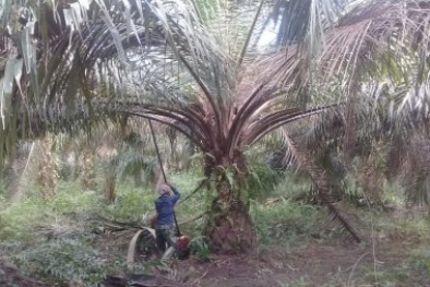 Petani Buktikan Ancamannya, Panen Sendiri Kebun Plasma