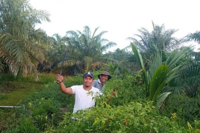 Duit Cabe Rawit Solusi Untuk Rawat Sawit di Masa Sulit