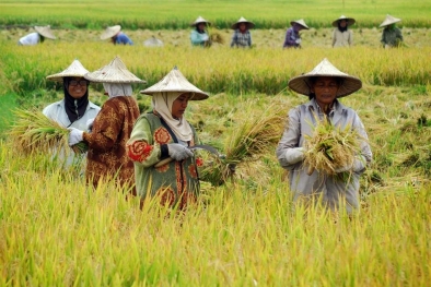 Nilai Tukar Petani Meningkat 0,10 Persen