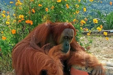 Sempat Nyasar ke Objek Wisata, Rocky Masih Dicari