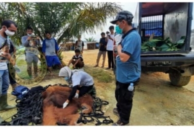 Ditemukan, Rocky Langsung Dievakuasi ke TNBT