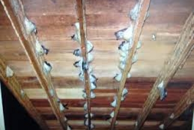 Tak Ditertibkan, Usaha Walet Tak Berizin Dipungut Pajak