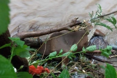 Puluhan Sapi dan Kuda Hanyut Diseret Banjir Bandang