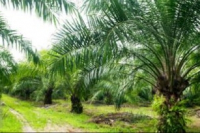 Kebun Dalam Kawasan Hutan Dikenakan Ultimum Remedium, Bukan Pidana