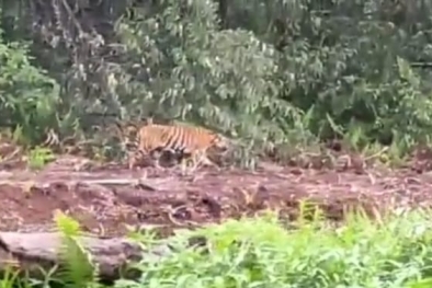Harimau Sumatera Muncul di Indragiri Hilir, Direkam Pekerja Sawit Perusahaan