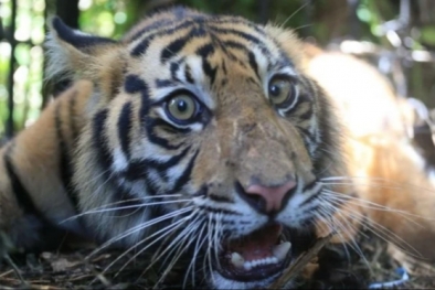 Harimau Sumatra Masuk Kandang Jebakan di Perkebunan Sawit