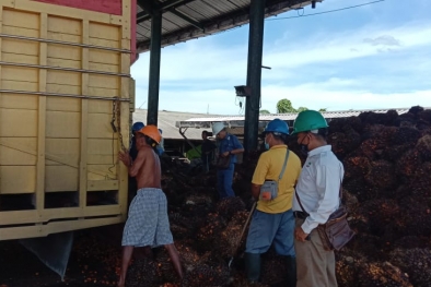 PKS Bakal Dipanggil untuk Klarifikasi Sortasi TBS