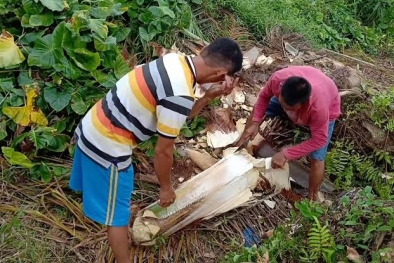 Sawit Jantan Berakhir di Meja Makan