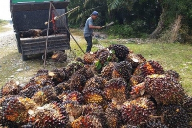 Permainan Harga Sawit Bikin Petani Siak Menjerit
