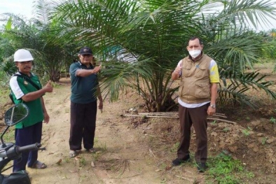 Petani Mulai Rasakan Manfaat Program PSR